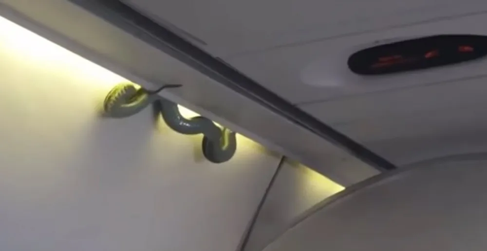 Snake on a plane